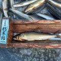 本日の釣果