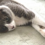 猫だらけ