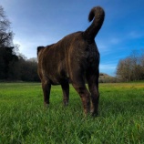 『目指すは、スマートにかっこよく犬とダンスを踊るような散歩』の画像