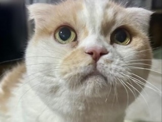 猫の変形関節症の治療を受けた後の変化