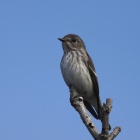 『投稿：エゾビタキ5態　2022/11/23』の画像