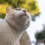 画像フォルダは猫ばかり