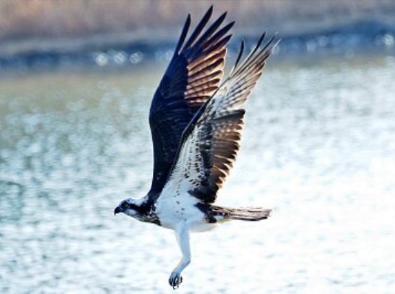 2026年1月16日の野鳥公園