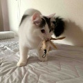 我が家の破壊王たち