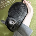 うまいうまいと言ってる？ぽんさん