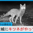 名古屋城のお堀の鹿を増やすことに疑問