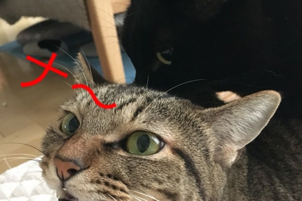 Totojijilife トトさんとジジさんがいる生活