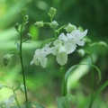 ウチョウラン　初花　緑花交配　その2