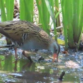 野鳥クイナを撮る🪿📸（多々良沼公園）