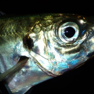  釣果で証明する釣りの理論 ── 私が思うところ。