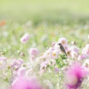 ■奈良で野鳥探し ダリア畑 ～ ノビタキ ～