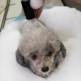 『OIだより（4800回記念）（51）一隅の灯（25）』の画像