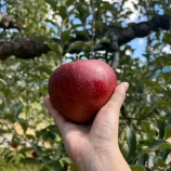 『１０月１１日（土）りんご狩り🍎In徳佐』の画像
