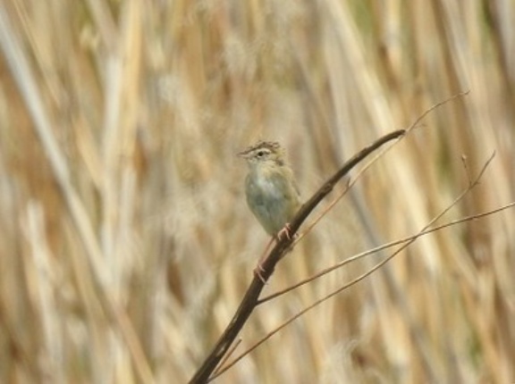 2024年4月21日の野鳥公園