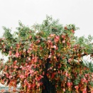 【香港情報】香港の旧正月とは？ナイトパレードや花火、寺院参拝の魅力