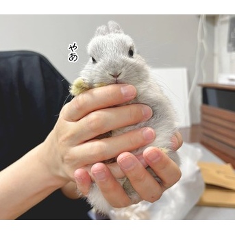 うさぎのルリとハムスターのプリン(1/1追記)