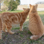 画像フォルダは猫ばかり