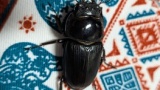 ワイ、クワガタを捕まえる（※画像あり）