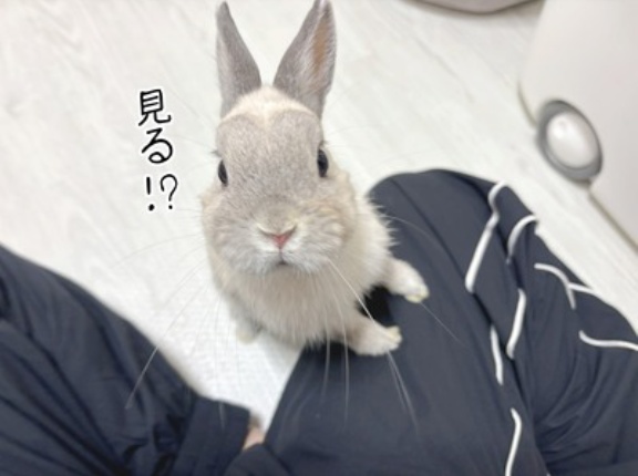 うさぎのルリとハムスターのプリン(12/5追記)