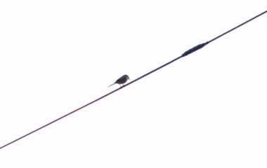 『11月、やっと涼しくなった庭の野菜トマト・ピーマン・ゴーヤの記録』の画像