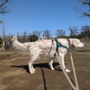 鳥猟犬の人気が高い理由