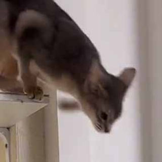 猫の動画 ねこわん！