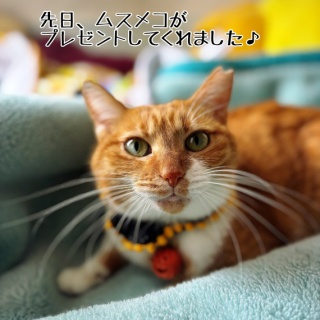 猫とお酒と日々のこと