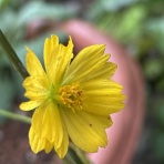 薔薇の香りに誘われて
