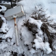 食物花粉アレルギーのお話と今朝の庭で衝撃を受けたこと