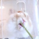 うさぎさんはそれでこそ