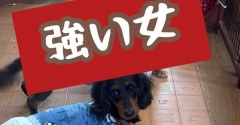 我が家のひよこ🐣組。