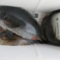 今日の釣果写真