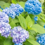 kawakaming's　芽華野里便り