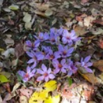 山日記スキー日記