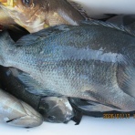 中本渡船　釣果情報