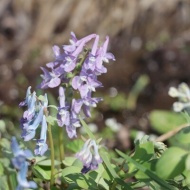【春の森】これまでで一番早く始まった舞踏会！