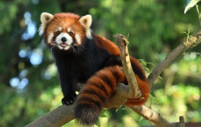 レッサーパンダのケンカ　想像以上にヤバすぎる・・・