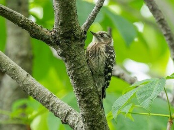 2026年6月21日の野鳥公園