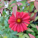 ベランダガーデニング春夏秋冬