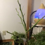 苦しむ世界で苦しみなく。