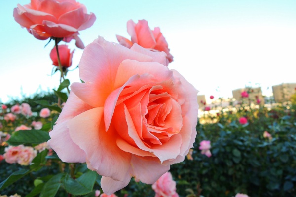 みしまバラ園芸 アプリコット キャンディー