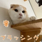 cat cafe Prince