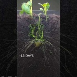 『ジャガイモが芽を出して育つまでのタイムラプス』の画像