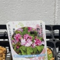 山野草観察