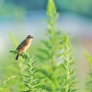 毎年恒例の、稲刈り前の水田にノビタキが渡てきました。。