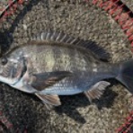 堺出島漁港 夢フィッシング お知らせ、釣果情報