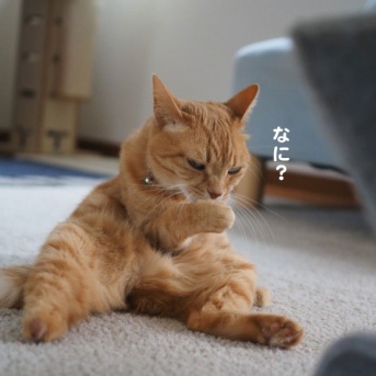 微妙写真…