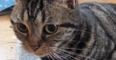短い猫生だったミーちゃんの命日