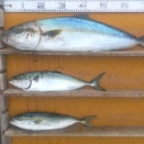 　　　　　　　　２０２５年12月11日