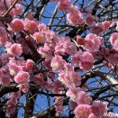 梅を求めて’26＜4＞ 三田台公園 （2月19日’26）